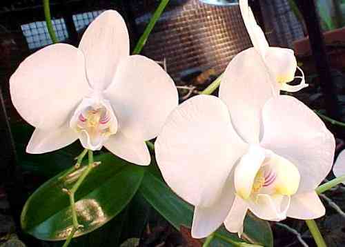 Phalaenopsis aphrodite 